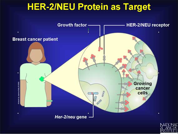 HER-2/NEU Protein as Target