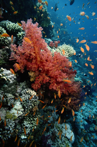MPAs protect delicate ecosystems, like coral reefs.