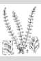 View a larger version of this image and Profile page for Asplenium trichomanes L.