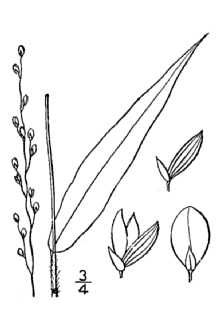 Line Drawing of Dichanthelium xanthophysum (A. Gray) Freckmann