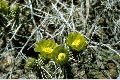 View a larger version of this image and Profile page for Cylindropuntia whipplei (Engelm. & Bigelow) F.M. Knuth