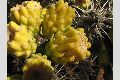 View a larger version of this image and Profile page for Cylindropuntia whipplei (Engelm. & Bigelow) F.M. Knuth