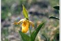 View a larger version of this image and Profile page for Cypripedium parviflorum Salisb. var. pubescens (Willd.) Knight