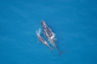 Right whale and calf.