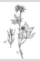 View a larger version of this image and Profile page for Hydrophyllum virginianum L.