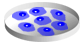 Embryonic Stem Cell