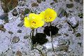 View a larger version of this image and Profile page for Calochortus aureus S. Watson