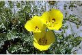 View a larger version of this image and Profile page for Calochortus aureus S. Watson