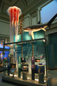Jellyfish and shark display.
