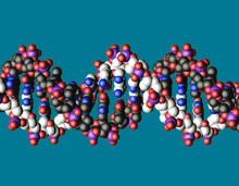 Molecular model showing short piece of a DNA double helix.