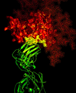 B-12 antibody in contact with a critical target on HIV gp120