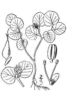 Line Drawing of Salix herbacea L.