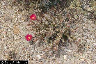 Photo of Grusonia pulchella (Engelm.) H. Rob.