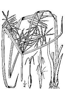 Line Drawing of Cyperus refractus Engelm. ex Boeckeler