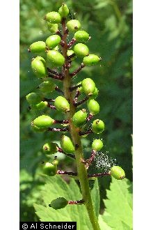 Photo of Actaea rubra (Aiton) Willd.