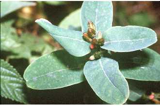 Photo of Triadenum walteri (J.G. Gmel.) Gleason