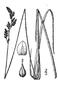 Line Drawing of Carex prairea Dewey ex Alph. Wood