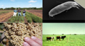 Grain, Forage & Bioenergy Research  Site Logo