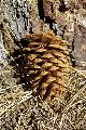 View a larger version of this image and Profile page for Pinus ponderosa C. Lawson var. ponderosa
