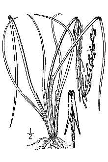 Line Drawing of Triglochin palustris L.