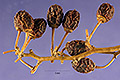 View a larger version of this image and Profile page for Berchemia scandens (Hill) K. Koch