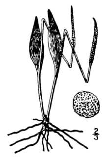 Line Drawing of Ophioglossum pusillum Raf.