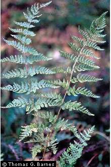 Photo of Woodsia obtusa (Spreng.) Torr.
