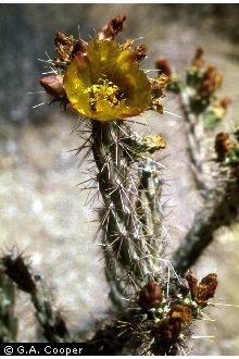 Photo of Cylindropuntia arbuscula (Engelm.) F.M. Knuth