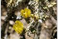 View a larger version of this image and Profile page for Cylindropuntia arbuscula (Engelm.) F.M. Knuth