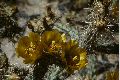 View a larger version of this image and Profile page for Cylindropuntia arbuscula (Engelm.) F.M. Knuth
