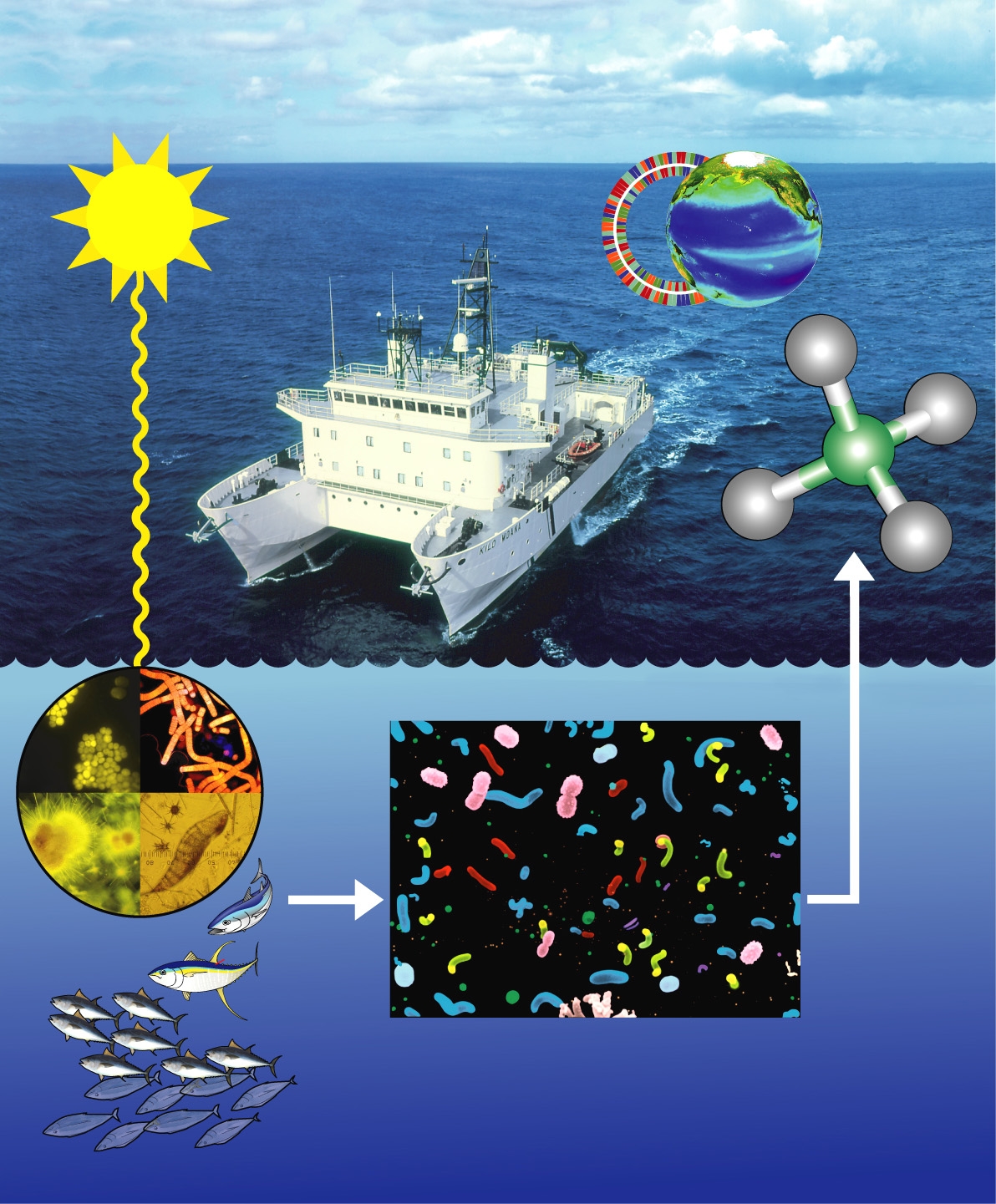 A conceptual view of a new pathway for methane production in the oceans.