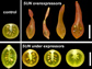 Diagram showing the key role the SUN gene plays in fruit shape.