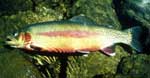 [Image]: Golden Trout