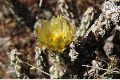View a larger version of this image and Profile page for Cylindropuntia ramosissima (Engelm.) F.M. Knuth