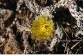 View a larger version of this image and Profile page for Cylindropuntia ramosissima (Engelm.) F.M. Knuth