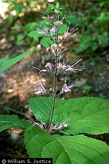 Photo of Collinsonia verticillata Baldw.