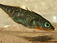 Photo of threespine stickleback fish