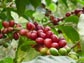 coffee berries