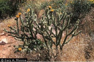 Photo of Cylindropuntia acanthocarpa (Engelm. & Bigelow) F.M. Knuth var. coloradensis (L.D. Benson) Pinkava