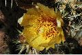 View a larger version of this image and Profile page for Cylindropuntia acanthocarpa (Engelm. & Bigelow) F.M. Knuth var. coloradensis (L.D. Benson) Pinkava