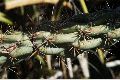 View a larger version of this image and Profile page for Cylindropuntia acanthocarpa (Engelm. & Bigelow) F.M. Knuth var. coloradensis (L.D. Benson) Pinkava