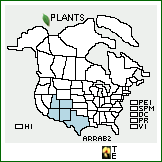 Distribution of Aralia racemosa L. ssp. bicrenata (Woot. & Standl.) S.L. Welsh & N.D. Atwood. . 
