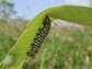 monarch butterfly caterpillar