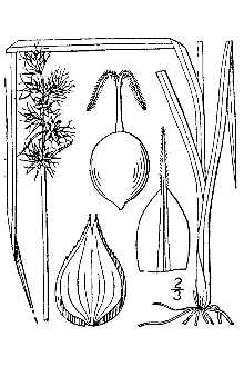 Line Drawing of Carex muehlenbergii Schkuhr ex Willd.