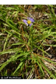 Photo of Eurybia hemispherica (Alexander) G.L. Nesom