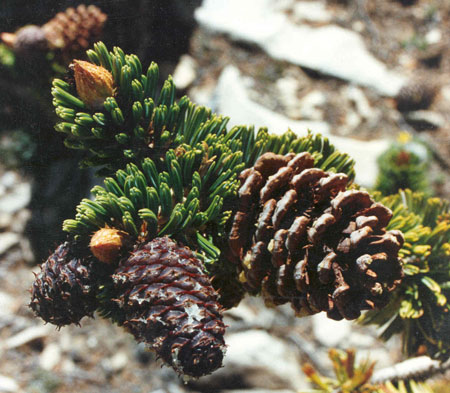 [Photo]: Immature Bristlecone pine cones