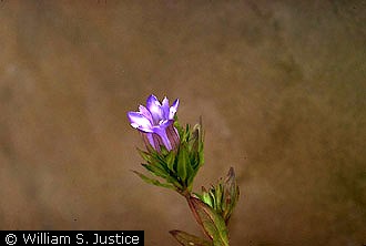 Photo of Gentiana catesbaei Walter