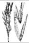 View a larger version of this image and Profile page for Calamagrostis porteri A. Gray ssp. insperata (Swallen) C.W. Greene