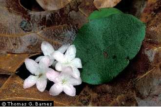 Photo of Epigaea repens L.