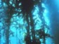 California kelp forests